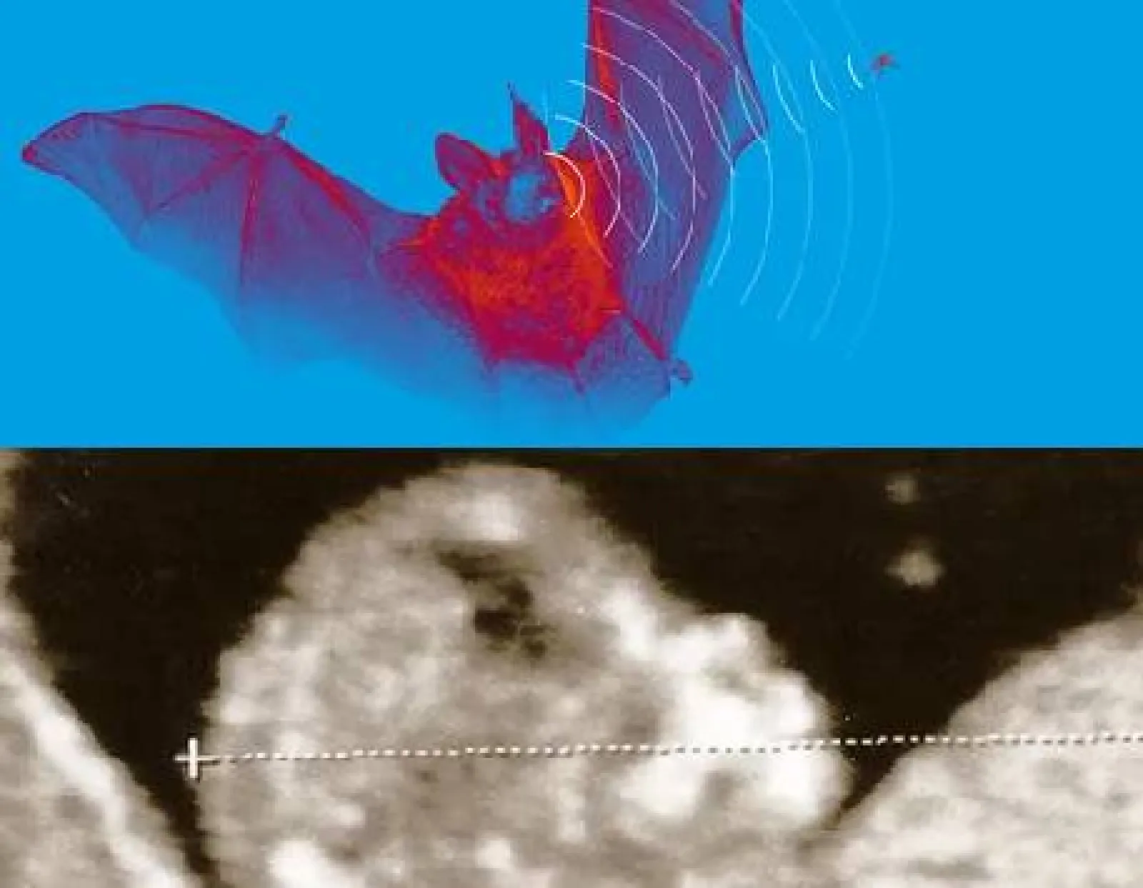 Exposición "Ultrasons: de la natura a la medicina"