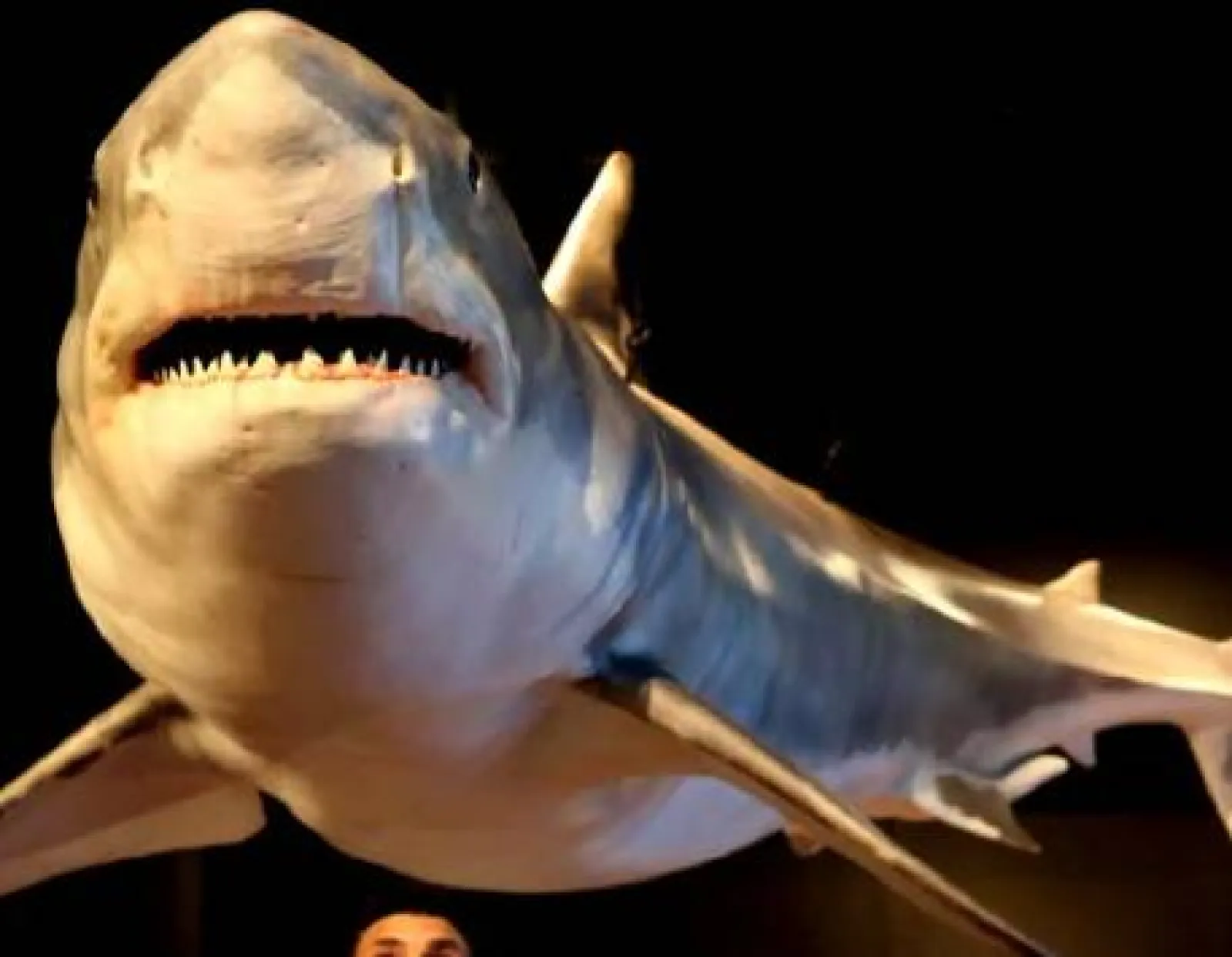 Exposition "Taurons. Els guardians de l'oceà"