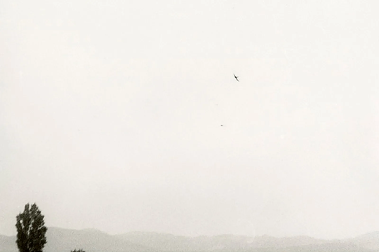 Exposición ARTIUM: "Jochen Lempert. Local Ecology"