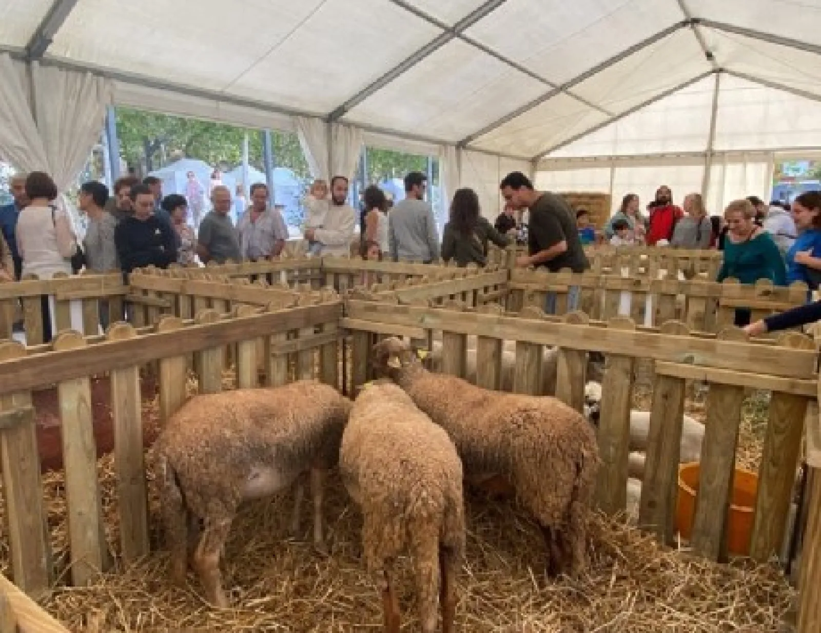 Feria de Sant Lluc de Olot